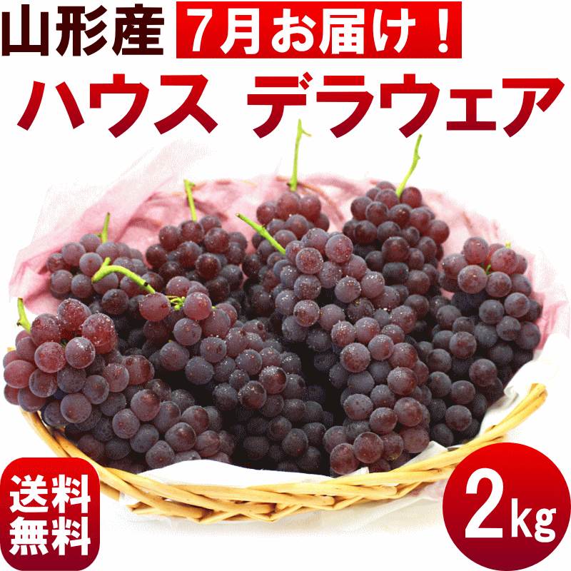 ぶどう【送料無料】山形産ぶどうハウス【デラウェア】2kg(12〜16房)秀品...:yamagata-kikou:10002021