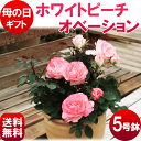 母の日【送料無料】鉢バラ【ホワイトピーチオベーション】 ※メッセージカード付 早割 花 ギフト プレゼント 鉢植え 鉢 鉢植 珍しい 鉢花