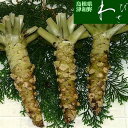 【島根県】【鹿足郡津和野町】【ジェイエイ日原】津和野の生わさび3本