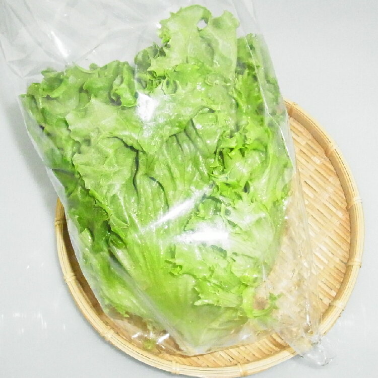 福岡県産『グリーンリーフ』【野菜詰め合わせセットと同梱で送料無料】...:yamaguchikirara:10000853