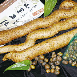 長寿のお祝いに『元気セット（山口産自然薯とむかご）2kg』特選種「神秘の根っこ」と「むかご」の逸品セットです。