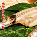 【相模湾産】水かます干物(相模湾産) 1枚〜小田原の鮮度抜群...