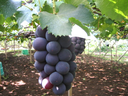 ī⤮ľآץåץλڥԥ͡γʤ֤ɤ2kgȢ56˼