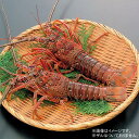 鹿児島県産 伊勢えび