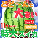 【訳あり特大スイカ】大きいスイカほど美味しい!11キロ以上(...