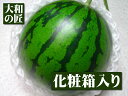 温室メロンでお馴染みの空中立体栽培★高知県産 夜須