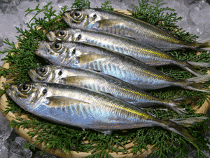 朝獲れぴちぴち鯵　中〜大サイズ　1kg