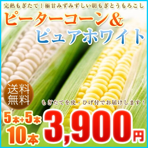 「ピーターコーン5本＋ピュアホワイト5本」セット　朝もぎとうもろこしを産地直送で朝獲りで新鮮なトウモロコシ【8月中旬発送】【配送日指定不可】【冷蔵】【航空便】【送料無料】