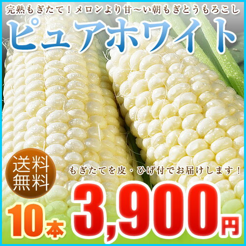 「ピュアホワイト」10本朝もぎ白いとうもろこし　北海道より産地直送朝獲りで新鮮なトウモロコシ【8月中旬発送】【配送日指定不可】【冷蔵】【航空便】【送料無料】