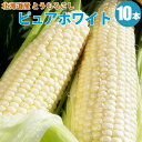 ピュアホワイト10本北海道産とうもろこし/朝もぎ白いとうもろこし 北海道より産地直送!朝獲りで新鮮なトウモロコシ「ピュアホワイト」【フルーツとうもろこし】【送料無料】【8月下旬予約順発送】【指定日不可】【02P01Sep13】
