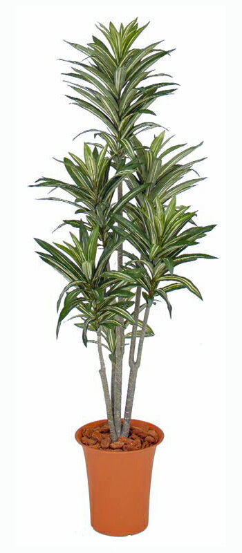 タカショー　グリーンデコ鉢付　観葉植物「ドラセナ」1.2m
