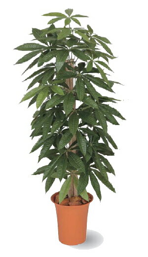 タカショー　グリーンデコ鉢付　観葉植物「パキラ」1.2m
