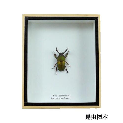【送料無料】【あす楽】昆虫の標本 パプアキンイロクワガタ lamprima adolphinae