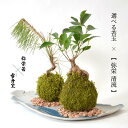 弥栄苔 × 雪舟窯 【 選べる苔玉 × 弥栄 清流 】 石見焼