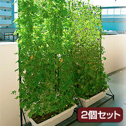 緑のカーテン　 ベランダ用　2個セット【遮光 遮熱 窓 日除け 日よけ グリーンフェンス 植物 エコ】