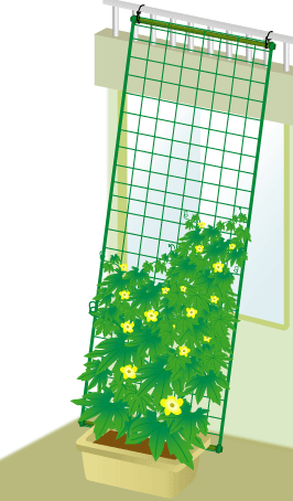 【送料無料】DAIM　緑のカーテン　5m吊下げタイプ　80cm幅【Aug08P3】