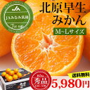 みかん 早生 北原早生みかん 秀品 M〜Lサイズ 5kg JAみなみ筑後 福岡 送料無料 【山川みかん/高級みかん/蜜柑/ミカン】【産直プレミアム】