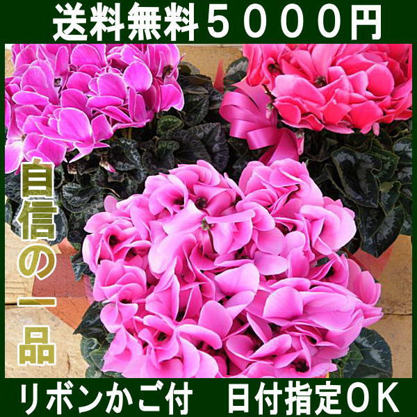 シクラメン6号鉢（ピンク〜ローズ〜赤系）御歳暮他冬のギフトにお歳暮やお誕生日に！リボン付き