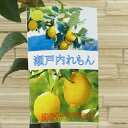 【スリット鉢植え+鉢受皿+500g付】チャイナリトルレモン 《果樹苗》
