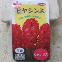 水栽培用【ヒヤシンス】ジャンボス(赤色)【秋植え球根】(1球詰)【サカタのタネ】※宅配便配送【RCP】02P05Nov16