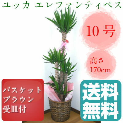 観葉植物　ユッカ　エレファンティペス　青年の樹　10号鉢　ブラウンバスケット　大鉢　受皿付…...:yoran:10001771