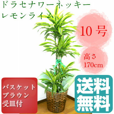 観葉植物　ドラセナ　デレメンシス　レモンライム　ワーネッキー　10号鉢　ブラウンバスケット…...:yoran:10002011