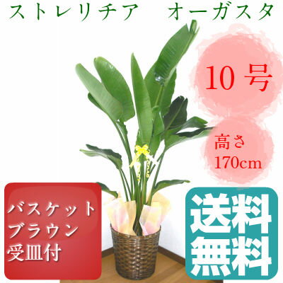 観葉植物　ストレリチア　オーガスタ　ニコライ　10号鉢　ブラウンバスケット　大鉢　受皿付【…...:yoran:10002184