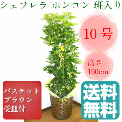 観葉植物　シェフレラ　ホンコン　斑入り　カポック　10号鉢　ブラウンバスケット　大鉢　受皿…...:yoran:10002258