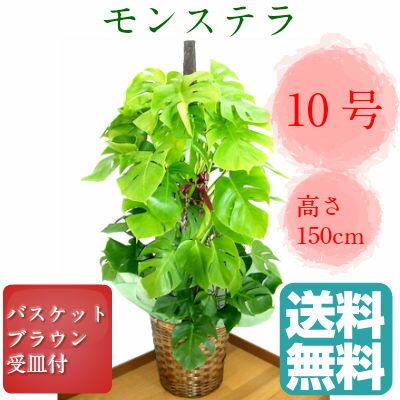 観葉植物　モンステラ　高さ150cm　10号鉢　ブラウンバスケット　大鉢　受皿付【送料無料…...:yoran:10002183