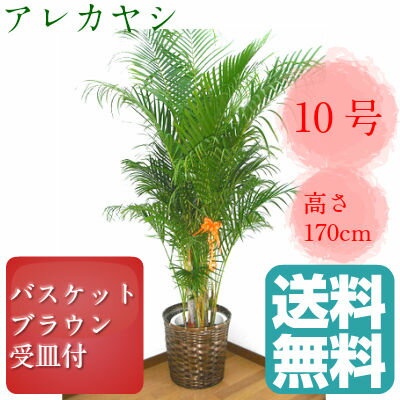 観葉植物　アレカヤシ　高さ170cm　10号鉢　ブラウンバスケット　大鉢　受皿付【送料無料…...:yoran:10002377