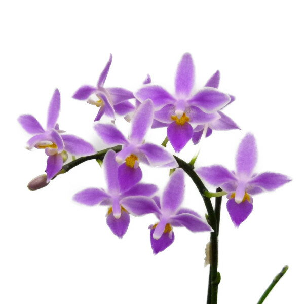  ԂȂ  t@mvVX GNGXgX Phal.equestris  3 20cm JԃTCY(BS)