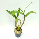 【花なし株】 デンドロビューム シュラウティー Den.schrautii 原種 2.5号鉢 20cm 開花サイズ(BS)