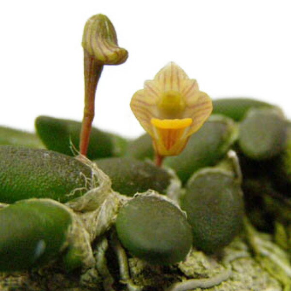  ԂȂ  fhr[ b`FAXg gDGeBV[ Den.lichenastrum var. twenticii  2.5 10cm JԃTCY(BS)