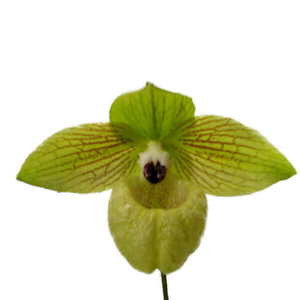  ԂȂ  ptBIyfB }|GZ Paph.malipoense  3.5 25cm JԃTCY(BS)