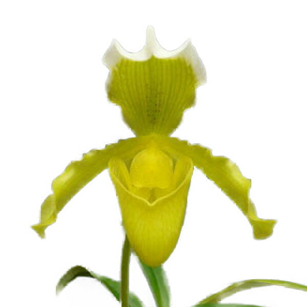  ԂȂ  ptBIyfB CVOl Tf[ Paph.insigne var. sanderae  3 25cm JԃTCY(BS)