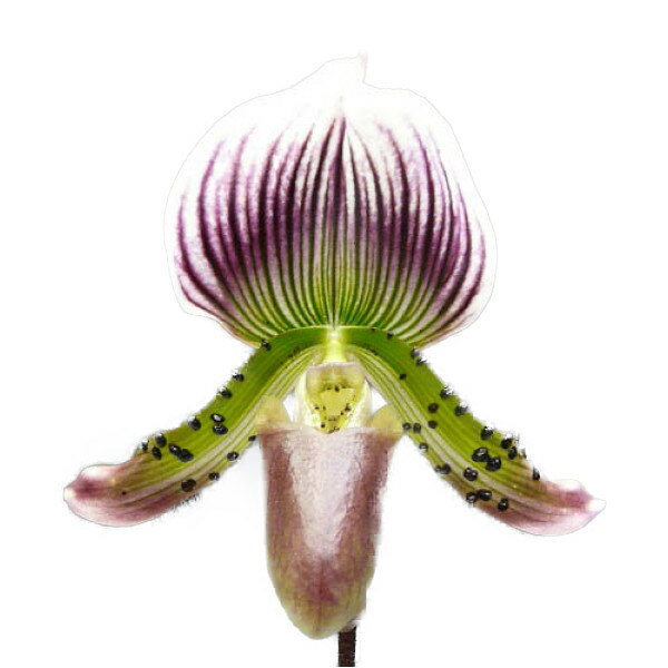  ԂȂ  ptBIyfB [fBG R^ eXI\Xf Paph.Maudiae var. coloratum eLos Ososf AM AOS z 3 50cm JԃTCY(BS)