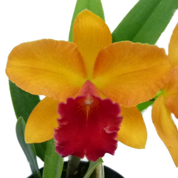  ԂȂ  RIJgA XEB[gVK[ eIW^[Qbgf Rlc.(Pot.)Sweet Sugar eOrange Targetf z 3 25cm JԃTCY(BS)