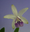 カトレア インターメディア セルレアC.intermedia var. coerulea【花なし株】