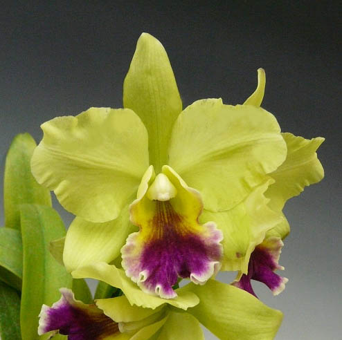 ブラソレリオカトレア メモリアヘレンブラウン ‘スウィートアフトン’Blc.Mem.Helen Brown ‘Sweet Afton’ AM/AOS(82) (Blc.Xanthette x Lc.Ann Follis)【花なし株】