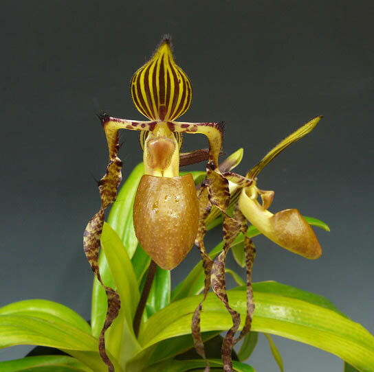 パフィオペディラム サンデリアナムPaph.sanderianum【花なし株】