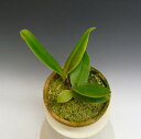 カトレア ドーウィアナ オーレアC.dowiana var. aurea ‘Alpha’ x self【花なし株】【原種】【小サイズ 2作開花サイズ 2.5号鉢】