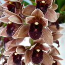 シンビジューム ドロシー ストックスティル ‘フォアゴットンフルーツ’Cym.Dorothy Stockstill ‘Forgotton Fruit’【耐寒性】【芳香性】