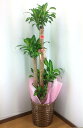 ドラセナ　マッサンゲアナ（幸福の木）　10号鉢（尺鉢）高さ170cm【観葉植物】♪送料無料♪