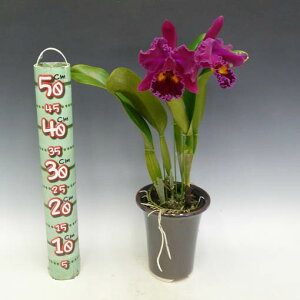 【複数】【現物品】Blc.SanyungRuby‘Kuan-Lung’AM/AOSブラソレリオカトレアサンユンルビー‘カンラン’TSZM-48343