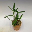 カトレア インターメディアC.intermedia (alba-perolata x alba‘Fujiwara’)【花なし株】