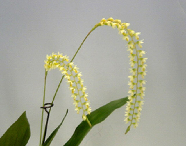 デンドロキラム マグナムDendrochilum magnum