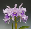 レリオカトレア プアポール ‘ブルーヘブン’Lc.Poor Paul ‘Blue Haven’ PC/JOS (C.Portia x L.purpurata)【花なし株】
