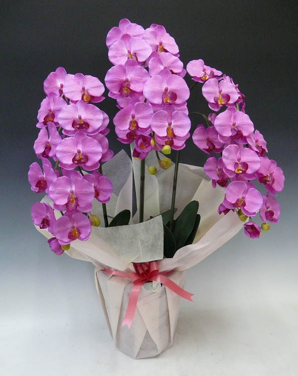 【光触媒】【造花】胡蝶蘭　大輪　赤ピンク　3本立ち♪送料無料♪【smtb-TK】本物そっくりで生花と間違うほど精巧です。
