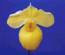 Paph.armeniacum ptBIyfB AjAJ