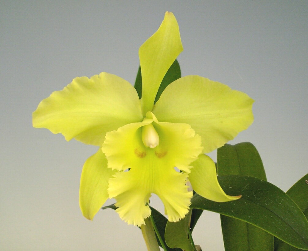 Blc.ポーツオブパラダイス‘グリーンチンファー’AM/AOSBlc.Ports of Paradise‘Green Ching Hwa’AM/AOS